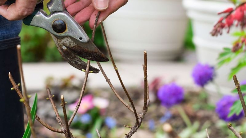 April Marks A Key Pruning Cutoff In North Carolina