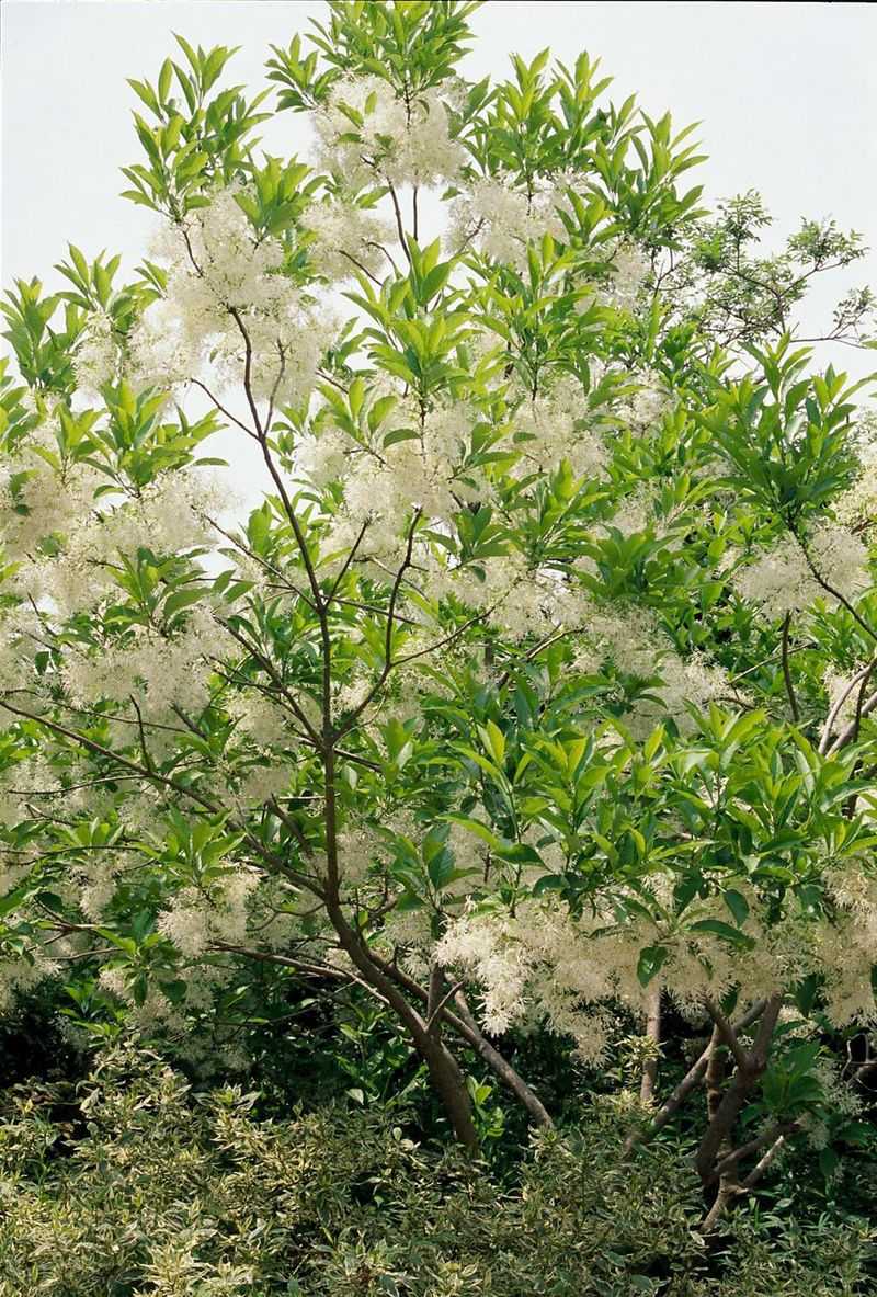 What To Know Before Planting Fringe Tree