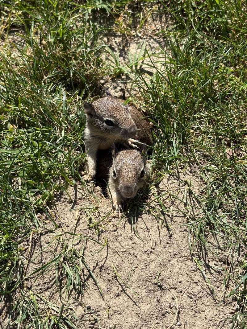 What Their Burrow Openings Look Like