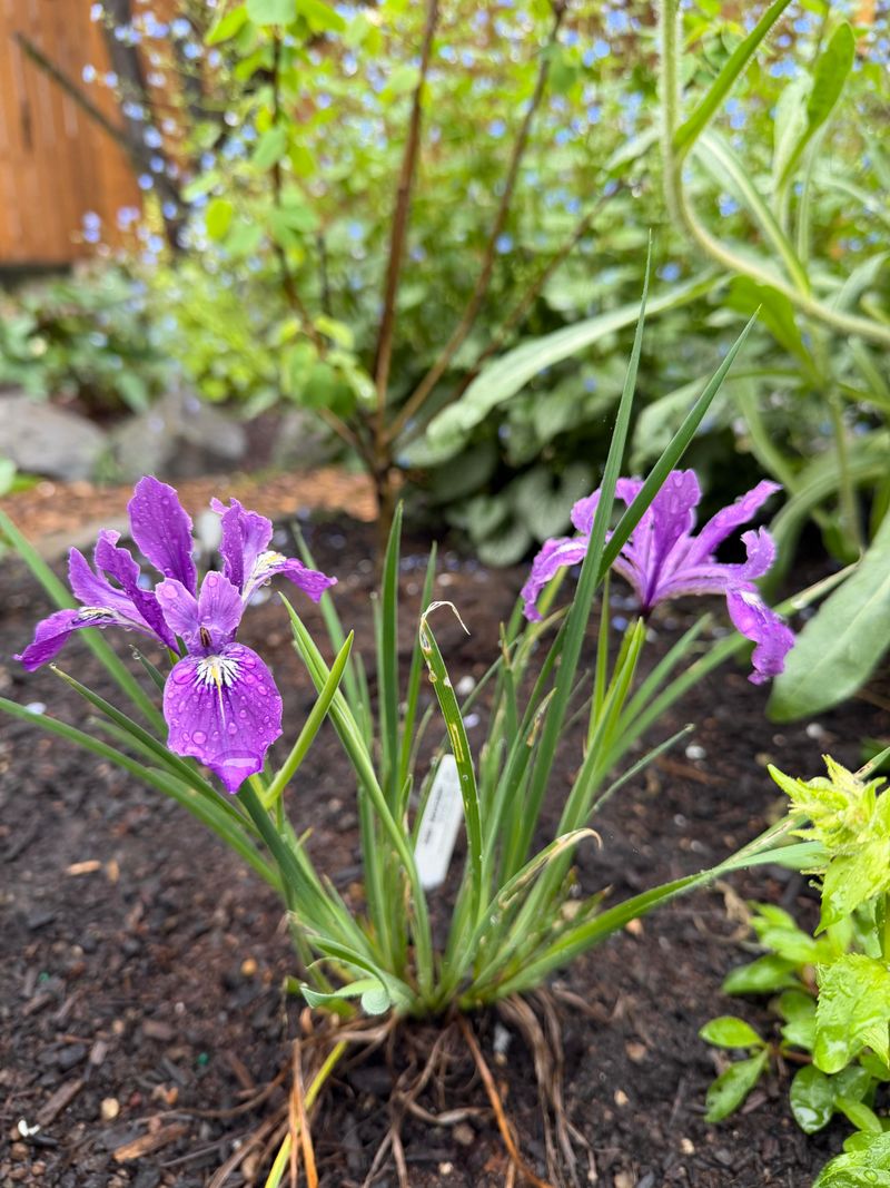 What Makes It So Easy