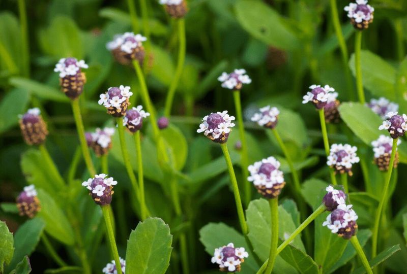 Why Texas Frogfruit Is Becoming A Front-Yard Favorite