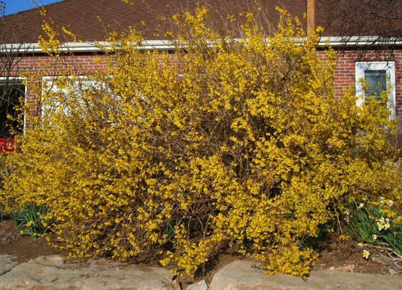 The Mistakes That Make Forsythia Look Messy