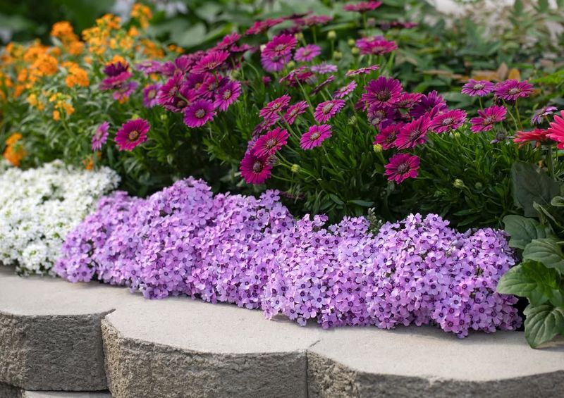 How To Keep Creeping Phlox Looking Its Best
