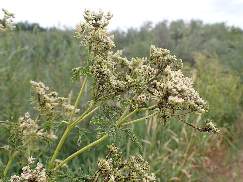 How It Spreads Quickly Without Being Noticed