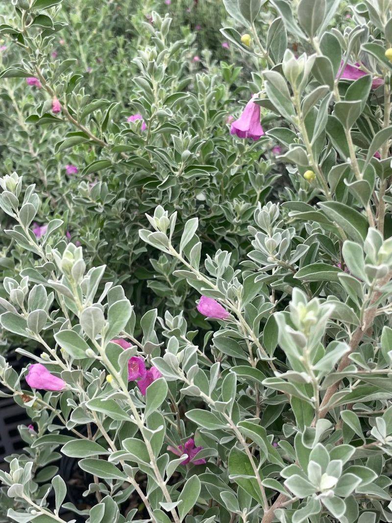 Why It's One Of The Smartest Low-Maintenance Choices