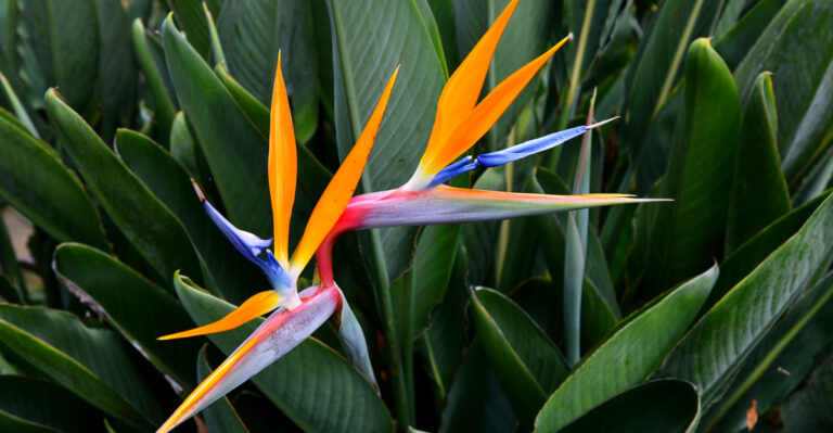 Where To Plant Bird Of Paradise For The Best Tropical Look In Florida