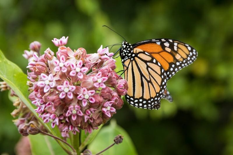 Common Milkweed Growing Mistakes To Avoid
