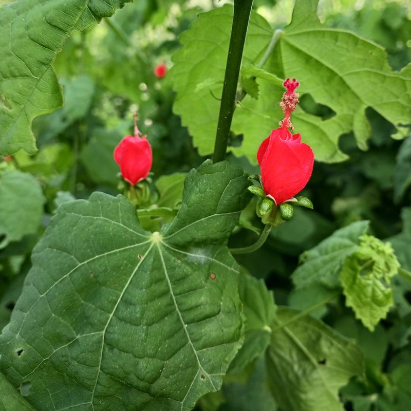 How To Grow And Care For Turk's Cap