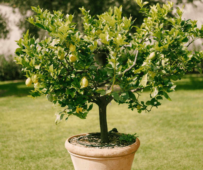 Why Tree Age Should Guide How Much You Feed