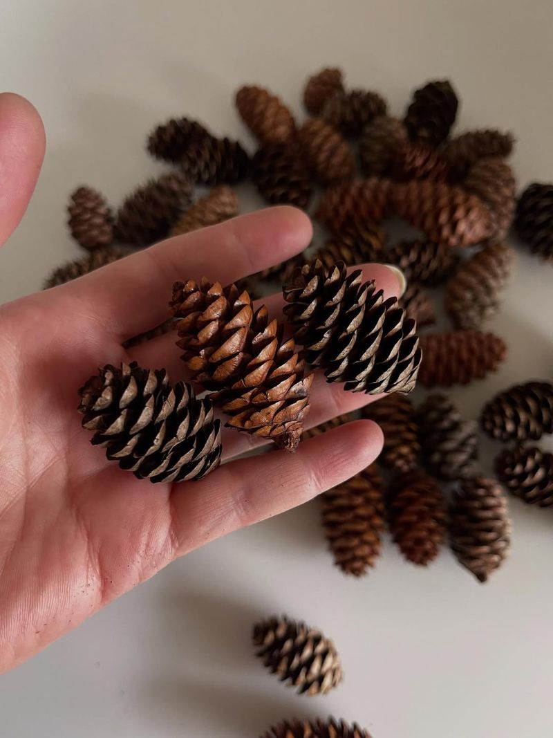 Fresh Vs. Dried Pine Cones