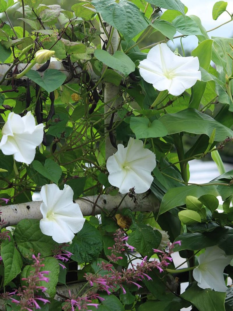 Moonflower Opens Large White Blooms In The Evening