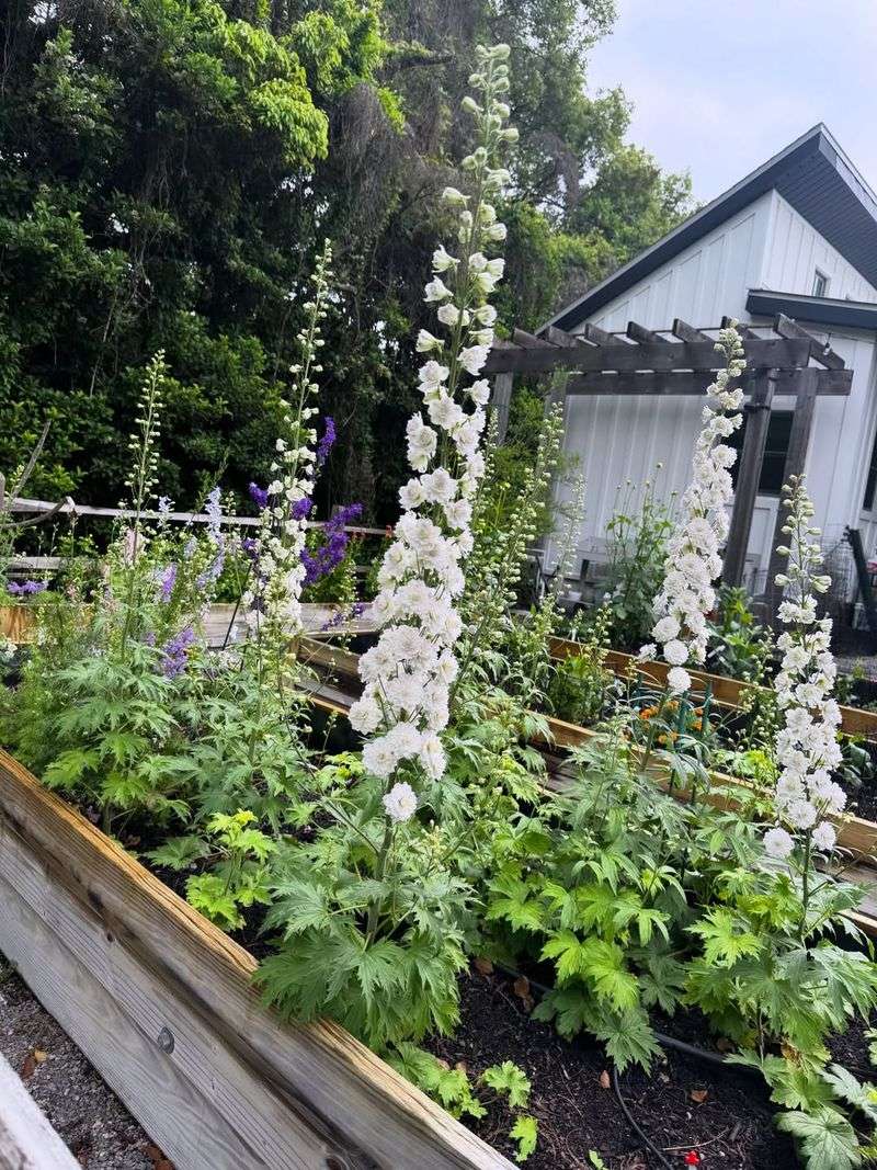 Annual Sweet Pea (Lathyrus odoratus)