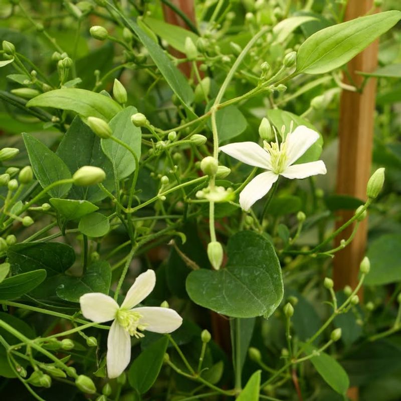 Sweet Autumn Clematis Covers Vines With White Flowers