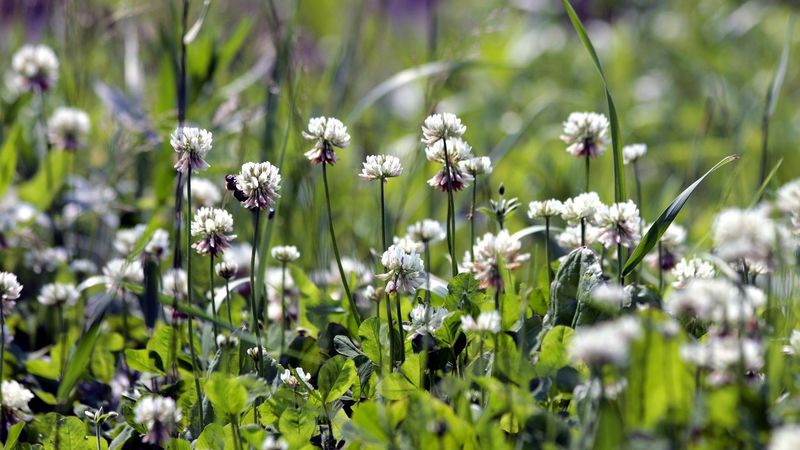 Herbicides Changed The Lawn's Relationship With Clover