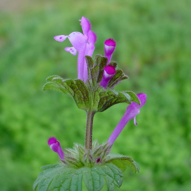 Henbit Showing Up Early With Small Purple Flowers