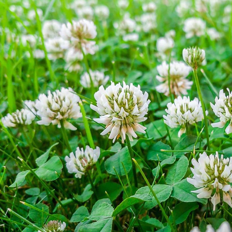 The Soil Health Benefits Linked To White Clover