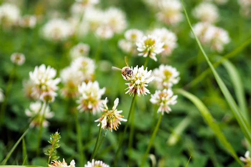 Why Clover Holds Color Better During Dry Periods