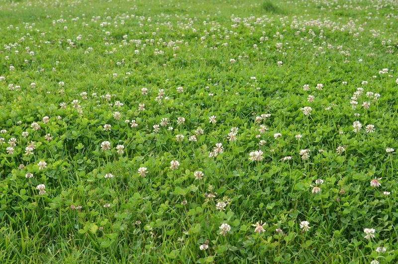 White Clover's Weed Reputation Tells Only Part Of The Story