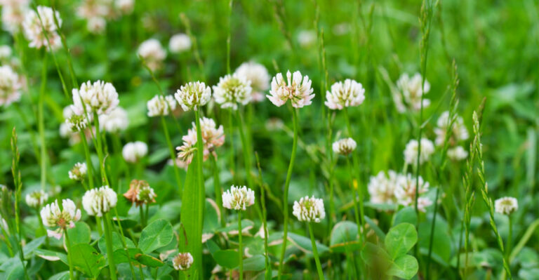 White Clover In Pennsylvania Lawns Might Not Be What You Think