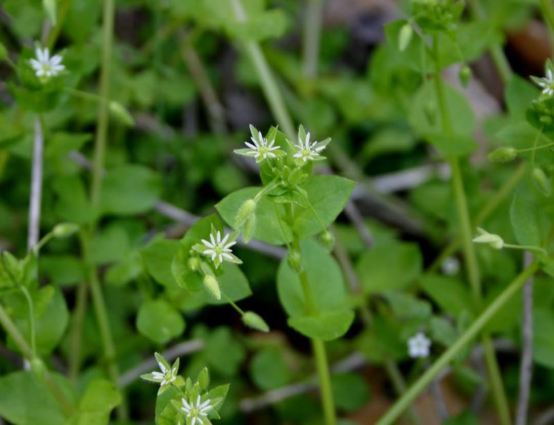 Chickweed Covers Bare Ground During Early Spring Prep