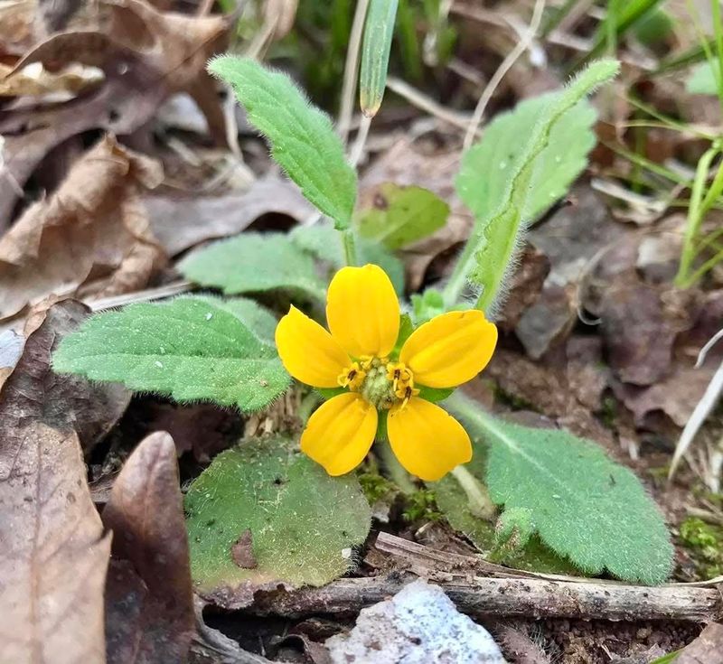 Green And Gold Fills Shady Areas Where Grass Struggles To Grow