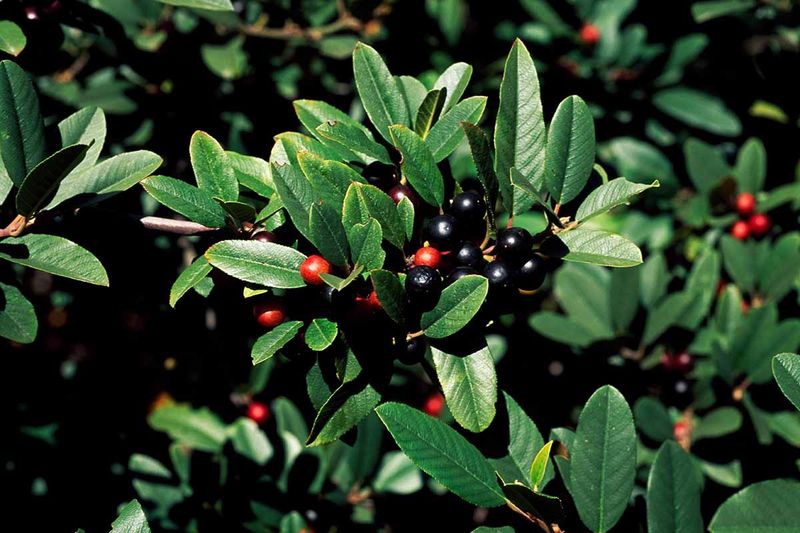 Mountain Coffeeberry