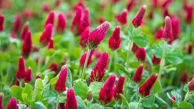 Crimson Clover Adds Color And Living Mulch