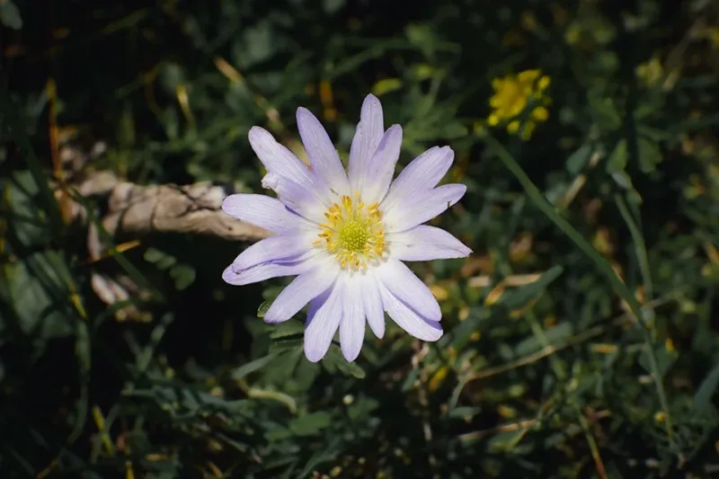 Grecian Windflower Adds A Light Touch To Spring Beds