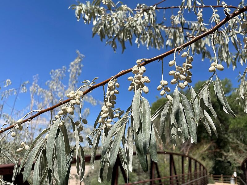 Russian Olive Disrupts Natural Habitats Where It Spreads