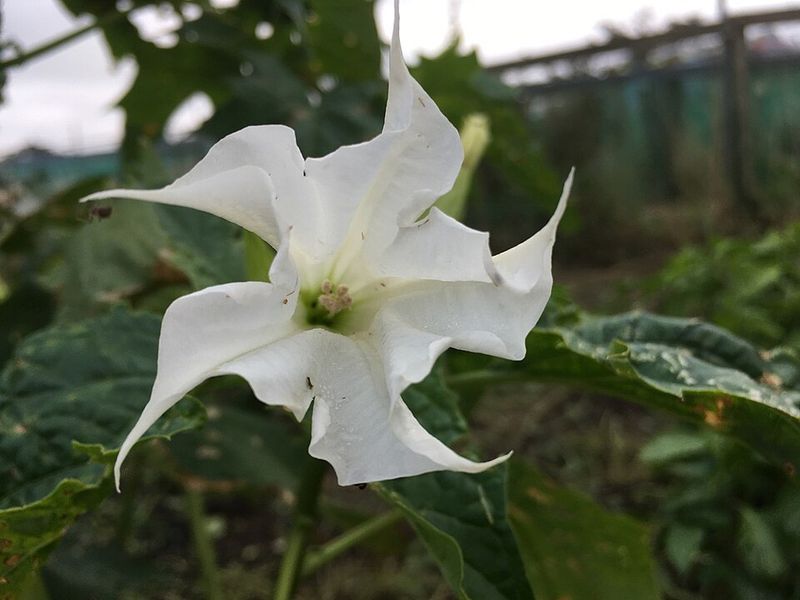 Jimsonweed Opens Bold Blooms After Dark