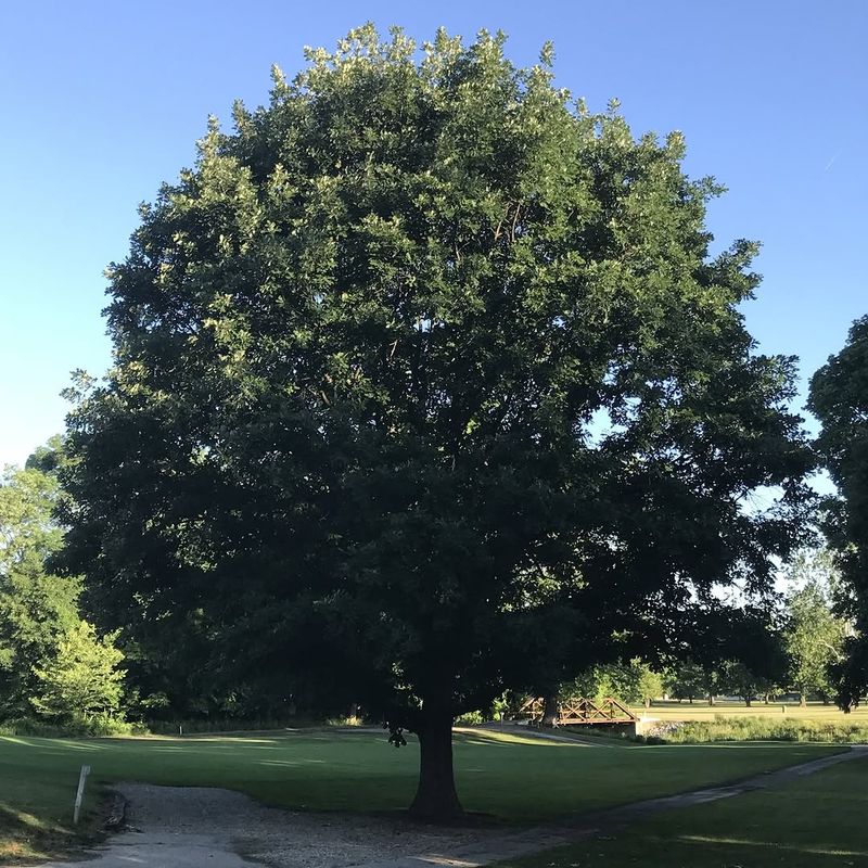 Bur Oak (Quercus macrocarpa)