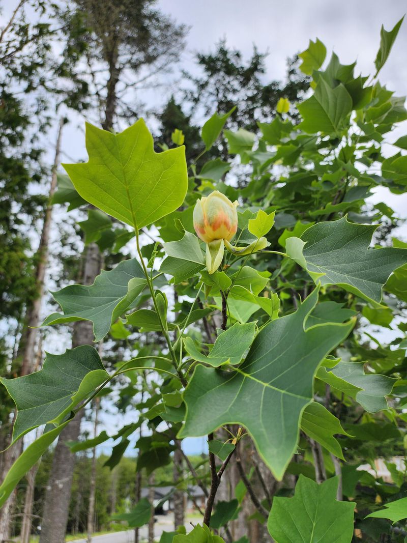 Tulip Tree