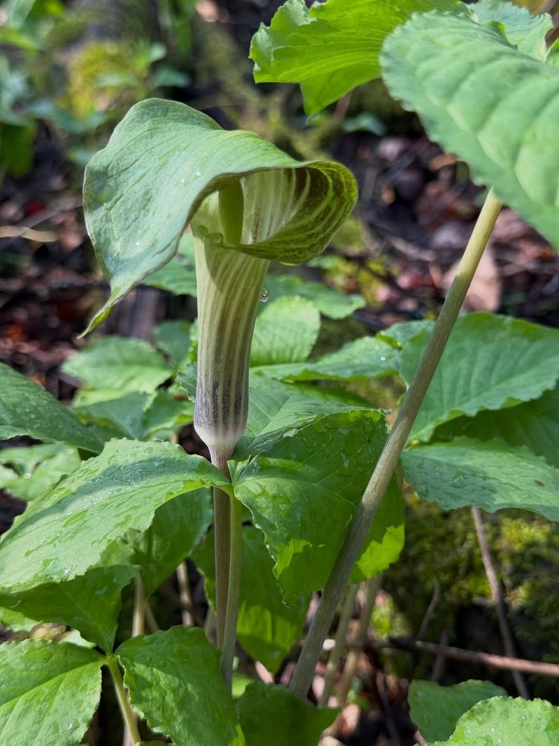Jack-In-The-Pulpit (Arisaema triphyllum)