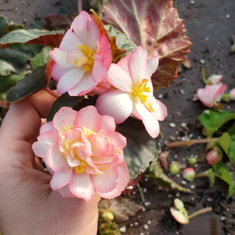 Whopper Begonias Bring Bold Impact