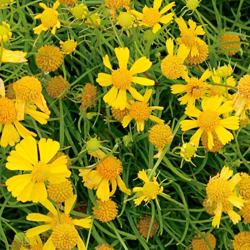 Dakota Gold Helenium Brings Bright Color Without Fuss