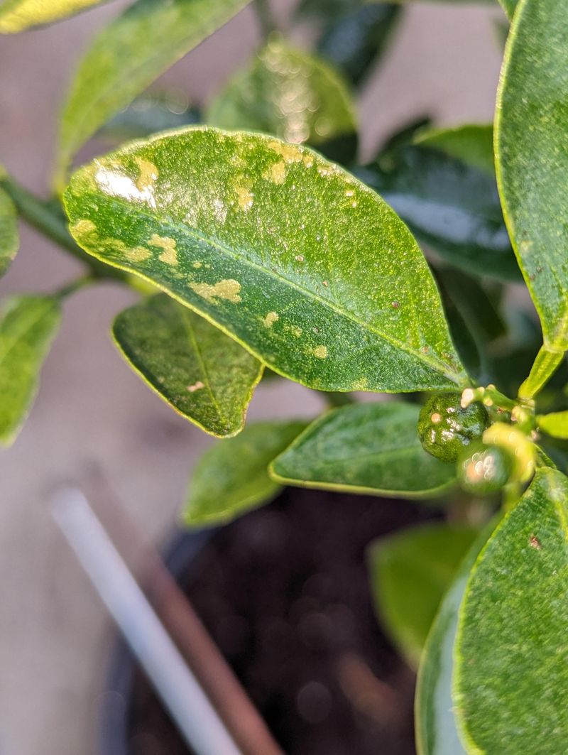 Broad Mites Or Other Mite Damage Can Distort Growth Fast