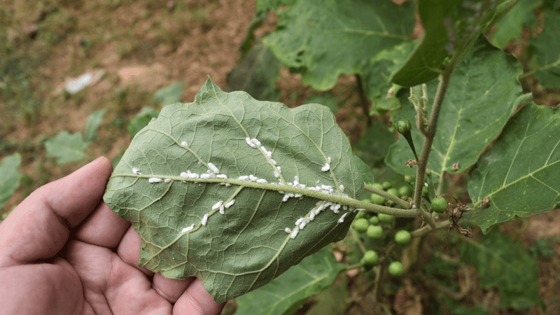 Check The Underside Of Leaves For Hidden Pests