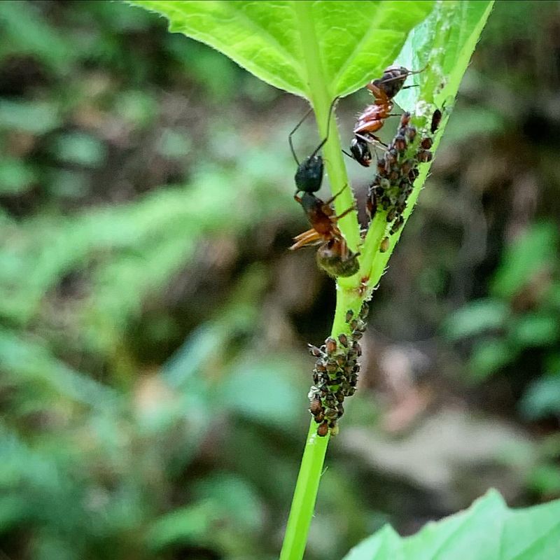 Ants Often Indicate Sap-Sucking Insects Nearby