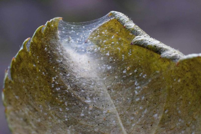 Spider Mites Thrive As Heat And Dry Air Build