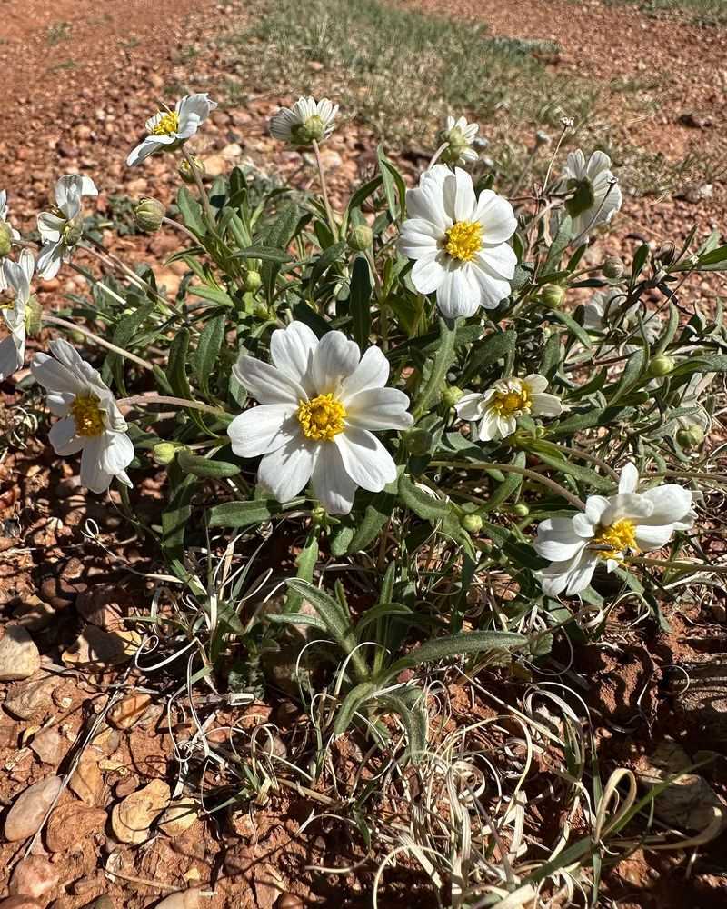 Blackfoot Daisy Spreads Wide In Sandy Arizona Soil