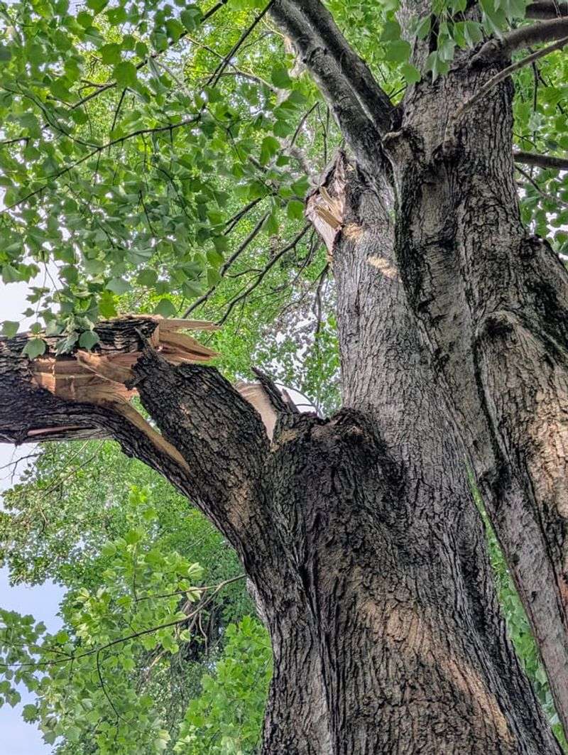 When To Call An Arborist