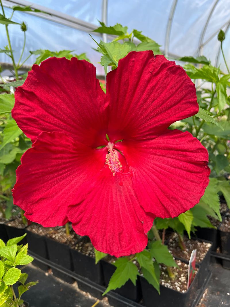 'Lord Baltimore' Rose Mallow Hibiscus
