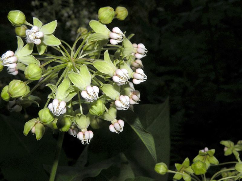 Poke Milkweed Fits Naturally Into Shadier Gardens