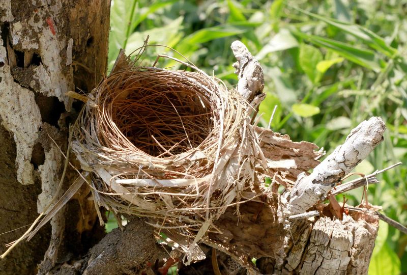 How To Check Trees For Nests Before Trimming