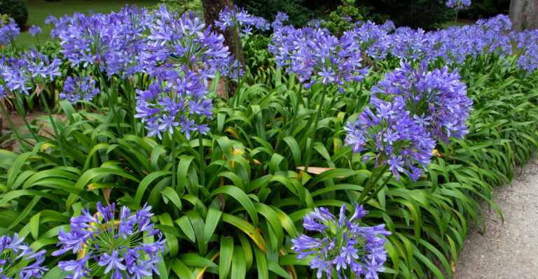 agapanthus