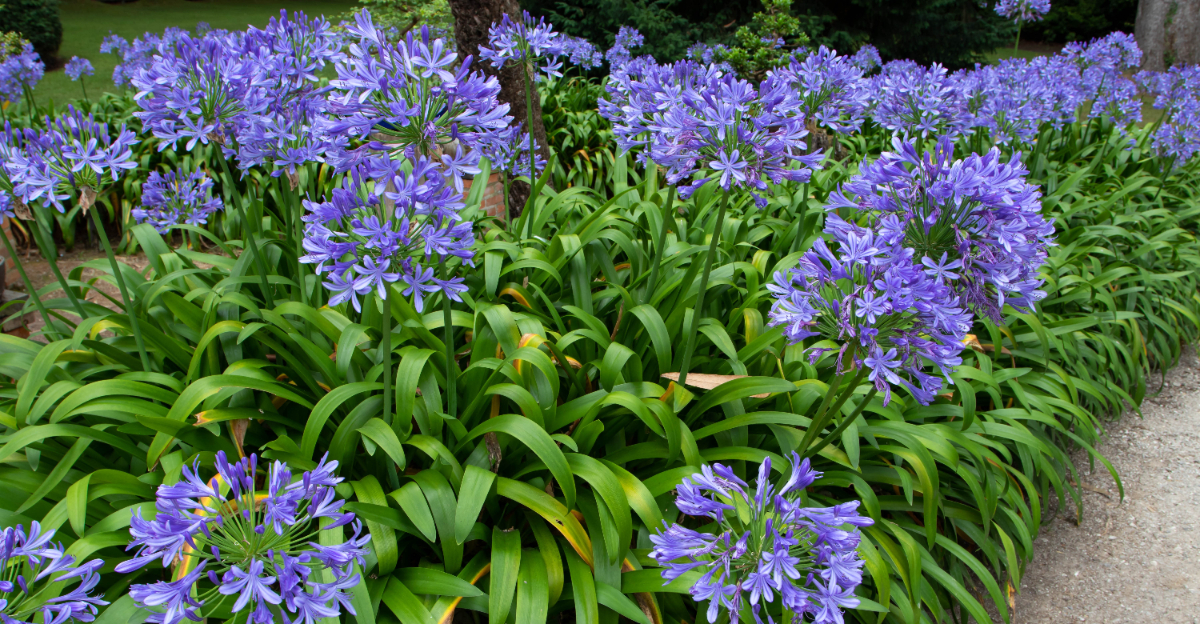 agapanthus