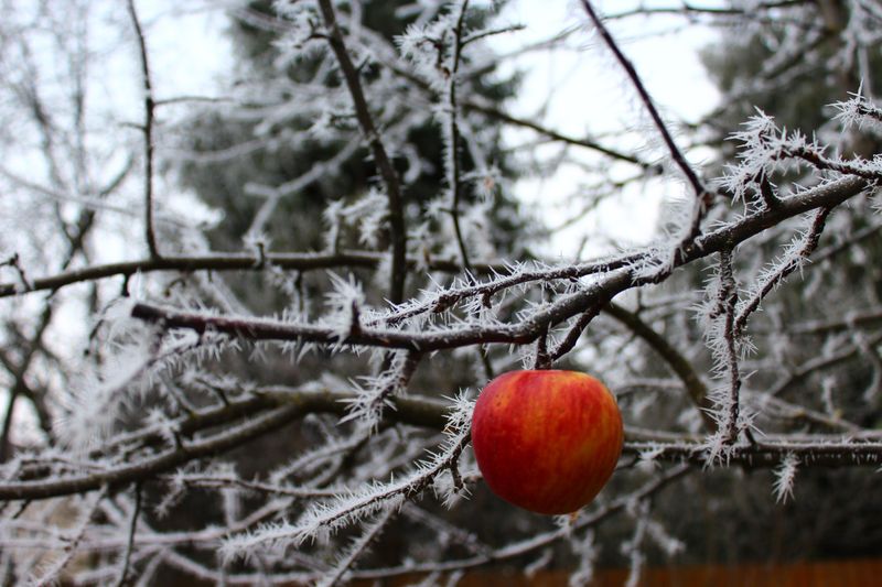 Florida Winters Lack Enough Chill Hours For Most Apple Trees