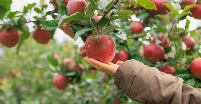 Why Apple Trees In Florida Usually Struggle To Grow