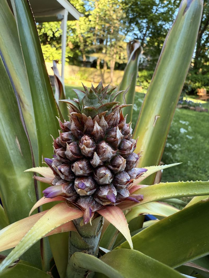 Warm Weather Helps Pineapple Settle In Faster