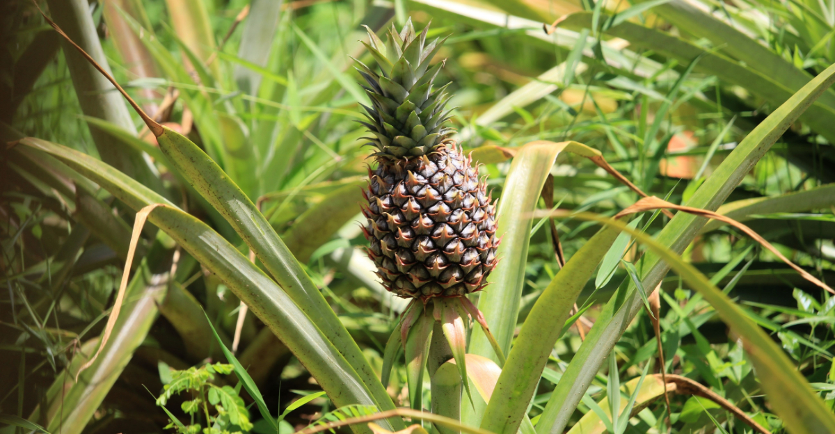 Why April Is A Good Time To Plant Pineapple In Florida